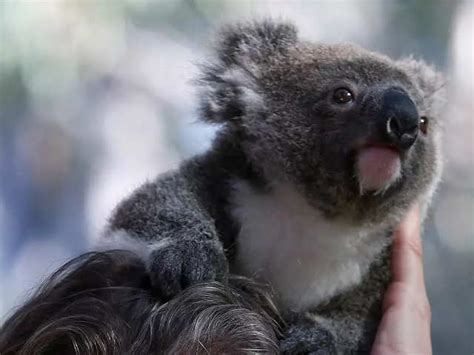 nickelodeon: Nickelodeon animation expands across platforms to ...