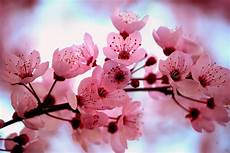 significato fiore di ciliegio ciliegio giapponese significato fiori significato significato fiore di ciliegio ciliegio giapponese significato fiori significato
