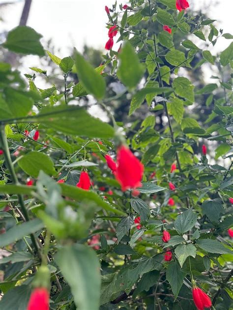 COCO PALMS HOMESTAY (K.Hemmanahalli) - B&B Reviews & Photos - Tripadvisor