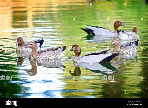 What Is A Group Of Ducks Called In Australia at Mary Bilbo blog