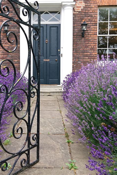 Lavender Pruning Tips 的图像结果