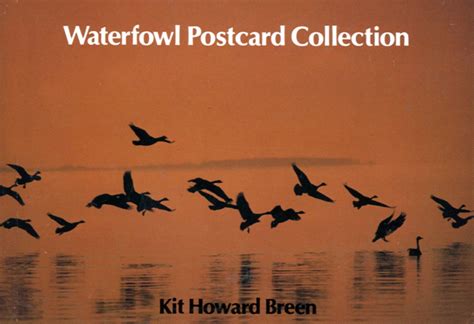 Waterfowl Postcard Collection : Breen, Kit Howard: Amazon.in: Books