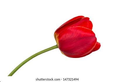 Image result for Best Programming Language for Data Science