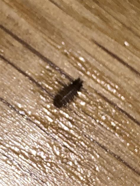 What are and how do I get rid of these bugs that keep appearing on our ...