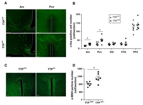 Deficiency of Tristetraprolin Triggers Hyperthermia through Enhancing ...