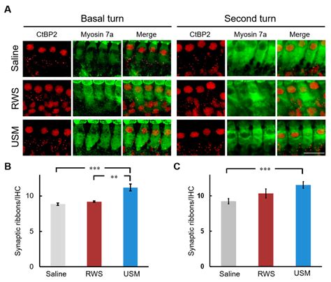 Ultrasound Microbubbles Enhance the Efficacy of Insulin-Like Growth ...