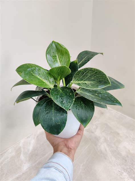 Buy Philodendron For Better Air Quality Online India | Safe Delivery ...
