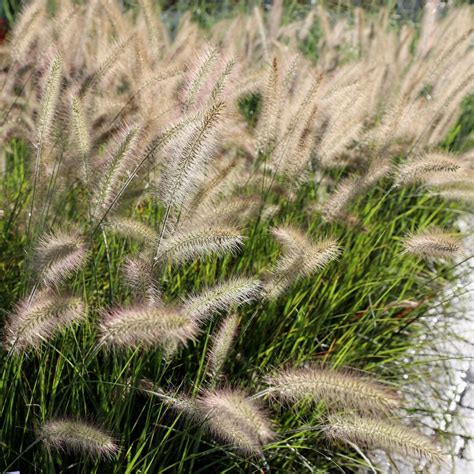 Dwarf Fountain Grass Mass