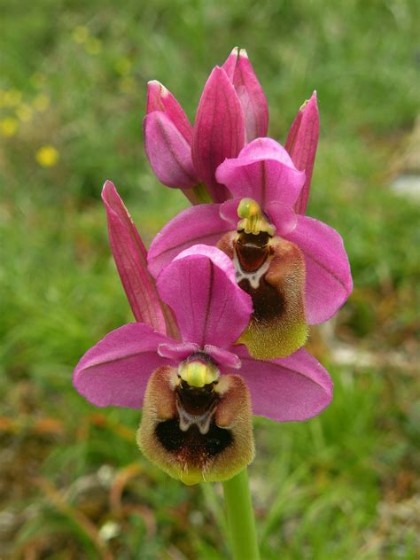 Spain - Orchid Conservation Alliance