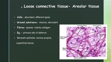 Connective Tissue Function 的图像结果