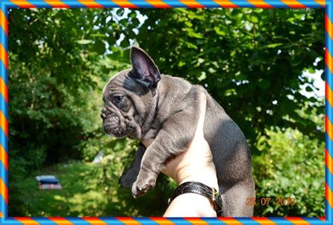 Französischen Bulldogge in blau Farbe in Dortmund | Tiere | Kleinanzeigen