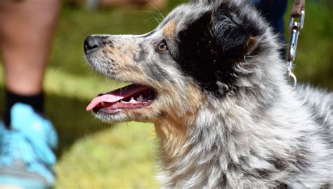 Australian Shepherd Husky Mix