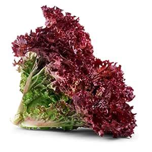 Fresh Lollo Rosso Lettuce - Hydroponically Grown with live roots ...