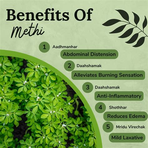 Songara Methi Powder: (Trigonella Foenum-Graecum) Pure – songaras