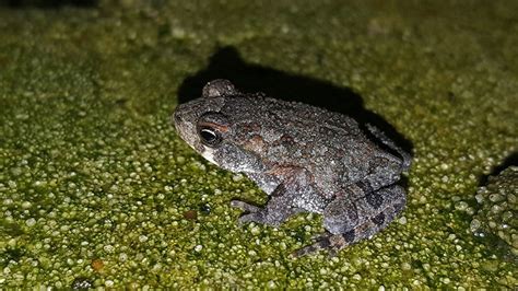 Image result for Common Gray Tree Frog