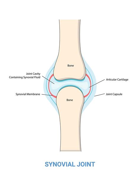Synovial joint structure diagram illustration. Human medical science ...