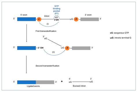 Organellar Introns in Fungi, Algae, and Plants