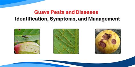 Guava Pests and Diseases – Identification, Symptoms, and Management ...