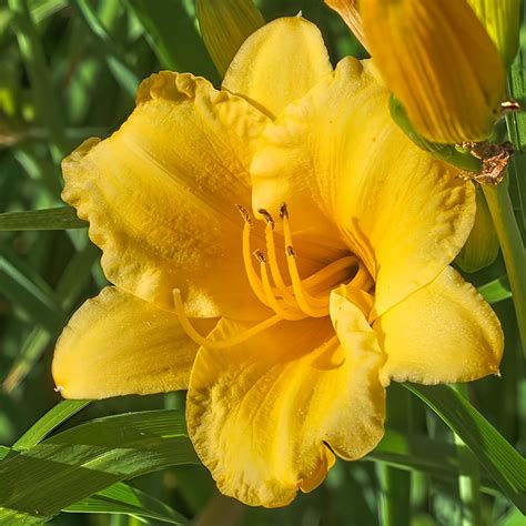 Amazon.com : Stella De Oro Daylily - Favorite Yellow Re-Blooming Daylily, Bare Root, Low ...