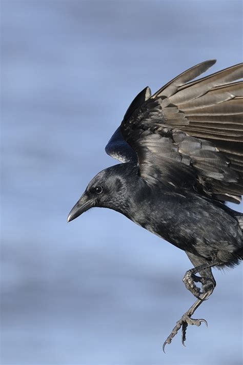 Life Cycle Of A Crow