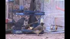 comment faire une jupe 89950 comment faire un pi 232 ge pour les oiseaux comment faire une jupe 89950 comment faire un pi 232 ge pour les oiseaux