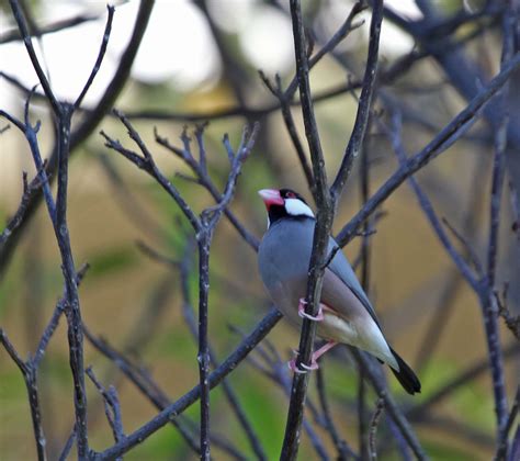 Image result for Java Sparrow Bird