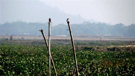 Early bird, Guwahati, Assam