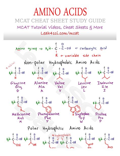 MCAT Amino Acids Cheat Sheet Study Guide for Quick Review - Studocu