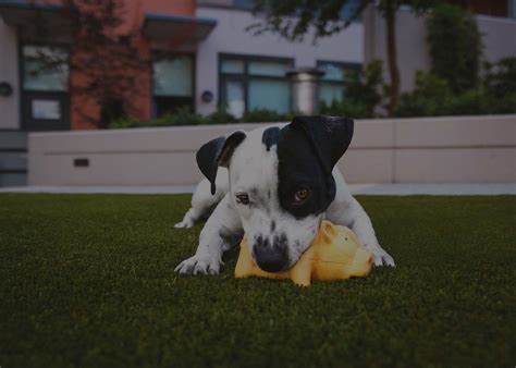 Park Membership | Two Shepherds Taproom | Dog Park and Bar