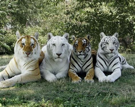 4 types of Tiger in the same photo: Golden Tiger, Snow White Tiger ...
