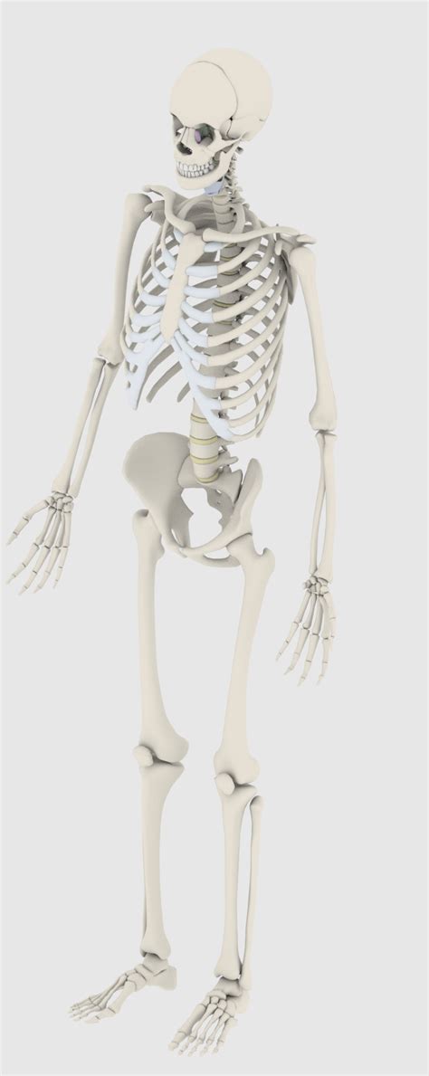 Image result for Model of Skeleton
