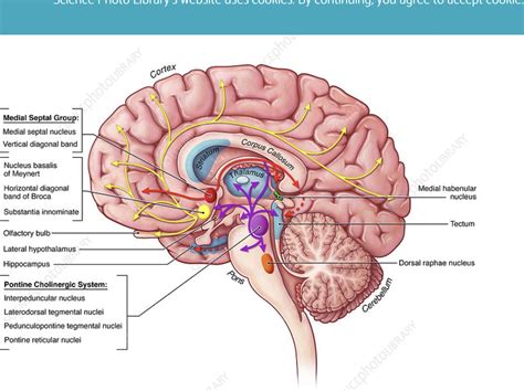White matter of the brain function structure blood supply of the internal capsule – Artofit