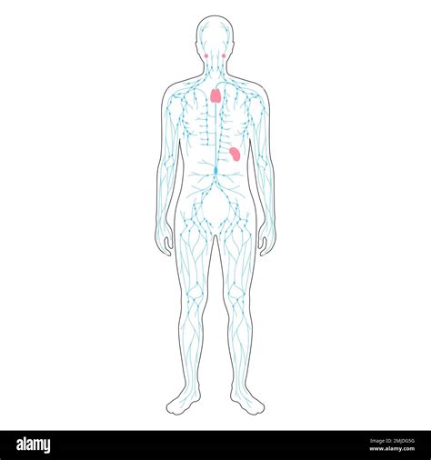 Immune System No Labels