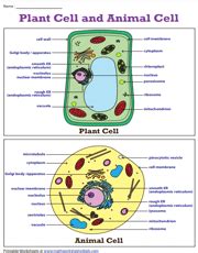 Cell Structure Worksheet 的图像结果