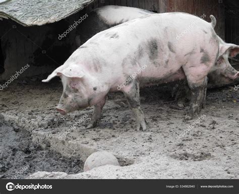 Pig Barn Genus Sus Even Toed Ungulate Family Suidae Pigs — Stock Photo © MichaelaHolubova #534862940