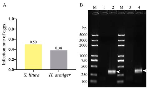 The First Report on the Transovarial Transmission of Microsporidian ...