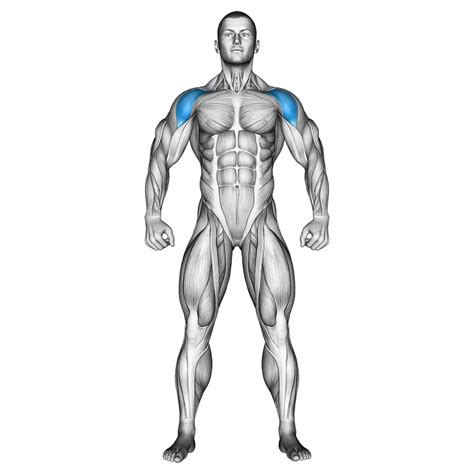 Front Raises Muscles Worked