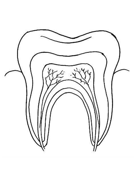 Image result for Tooth Diagram