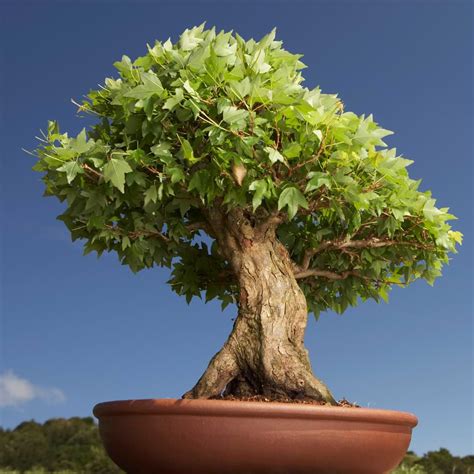 Bonsai Tree Illegal at Alexander Kitchen blog