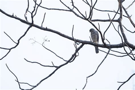 In Mumbai, ‘bird races’ are highlighting city’s avian diversity, from ...