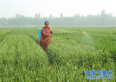 农民在果园喷洒有毒农药或杀虫剂高清图片下载-正版图片304680847-摄图网