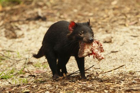 The crucial role of scavengers in ecosystem health
