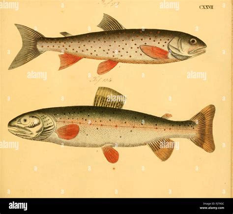 Fishes, pictorial works, ichthyology, fish species, aquatic life, fish ...