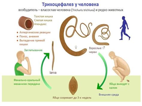 Глисты у детей 2-3 лет: признаки, лечение, профилактика