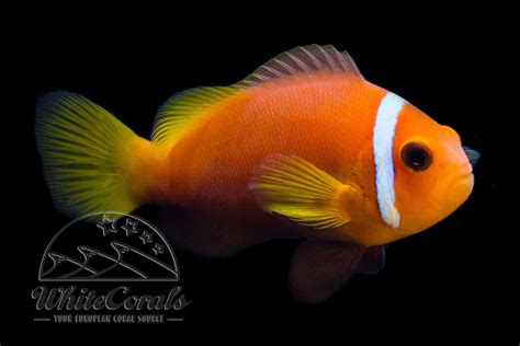 Amphiprion nigripes - Maldive anemonefish - buy online