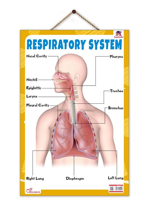 Respiratory System – Human Respiratory System Learning Poster for Kids ...