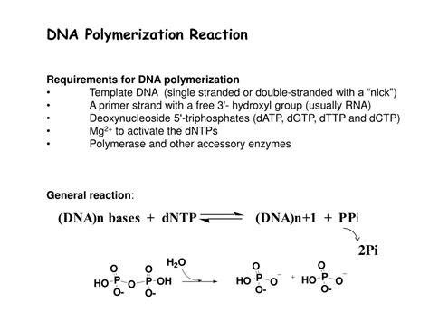 Image result for DNA Polymerization