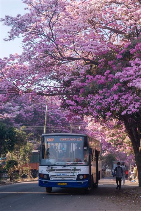 Incredible Photos of Tabibuea Rosea Flowers Blooming in Bengaluru as ...