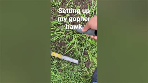 Gopher Hawk Set 的图像结果