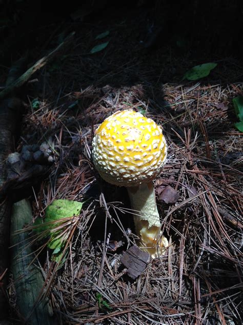 Deadly Galerina Study — to know the land